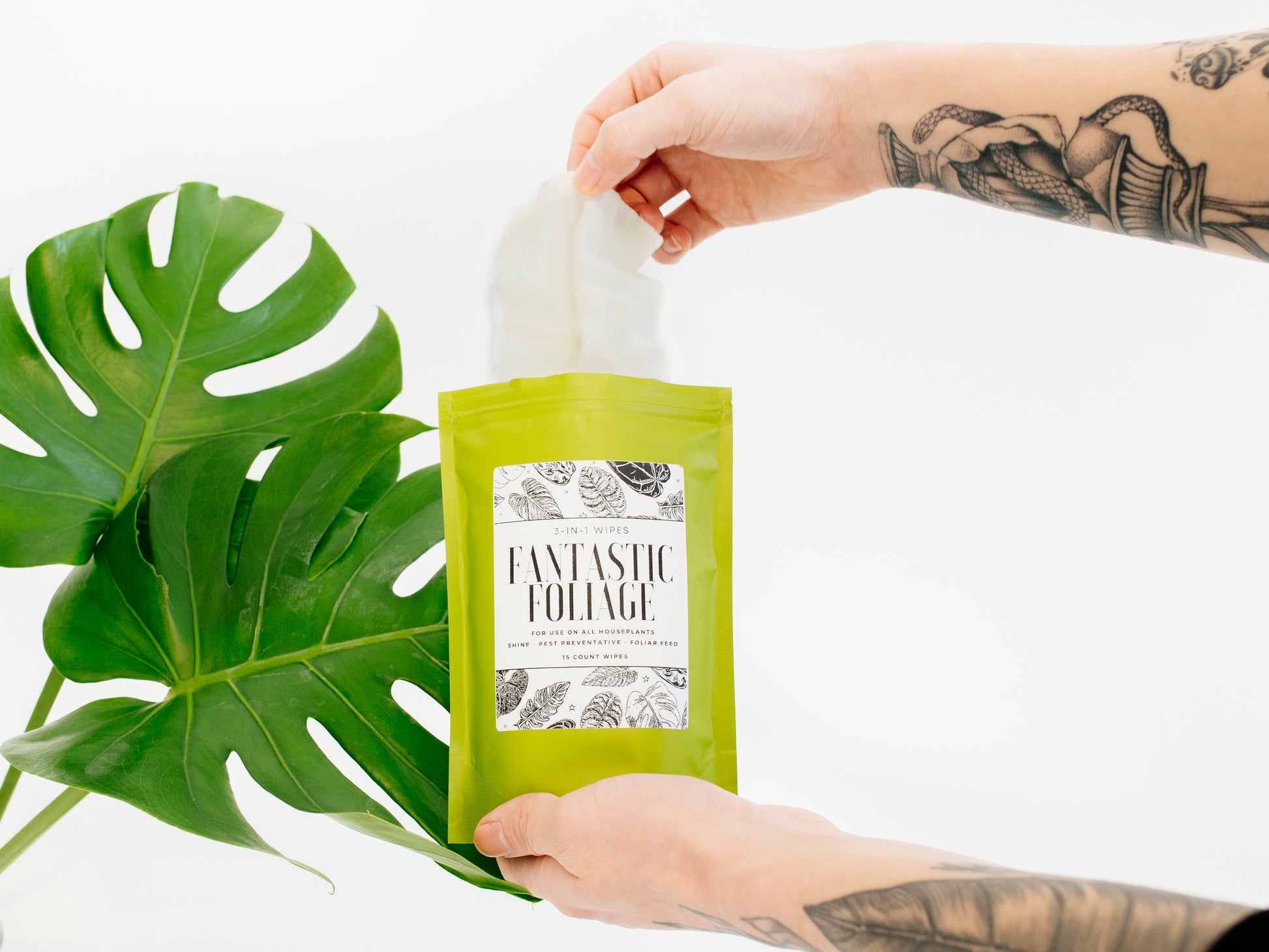 Tattoo forearms of person holding lime green package, pulling wipe from opened top. Large dark greeen monstera leaf is in the background with white backdrop. 